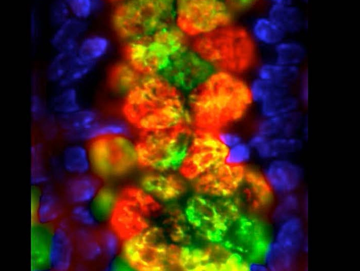Intestinal goblet cells and mucin production.  Immuno-fluoresecent staining of goblet cell-derived proteins (red and green) with nuclear staining of the epithelium (blue). 