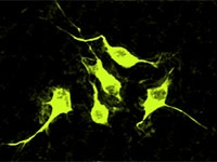 brain signaling protein