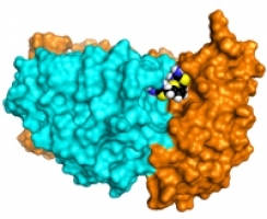 Researchers have identified a new class of compounds—pharmacologic chaperones—that can stabilize the retromer protein complex. pharmacologic chaperones compounds; retromer protein complex