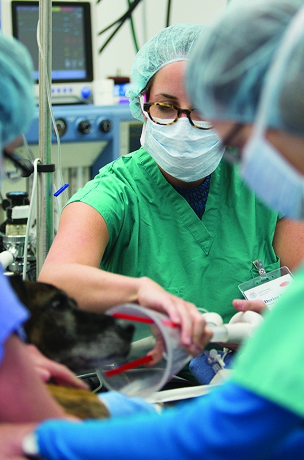 Anesthesiologist Dr. Dorian Batt, with colleagues and a canine patient in the OR at the Cornell University Hospital for Animals. Dr. Dorian Batt and canine patient