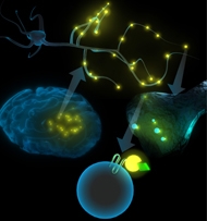firefly protein: ATP in nerve cells