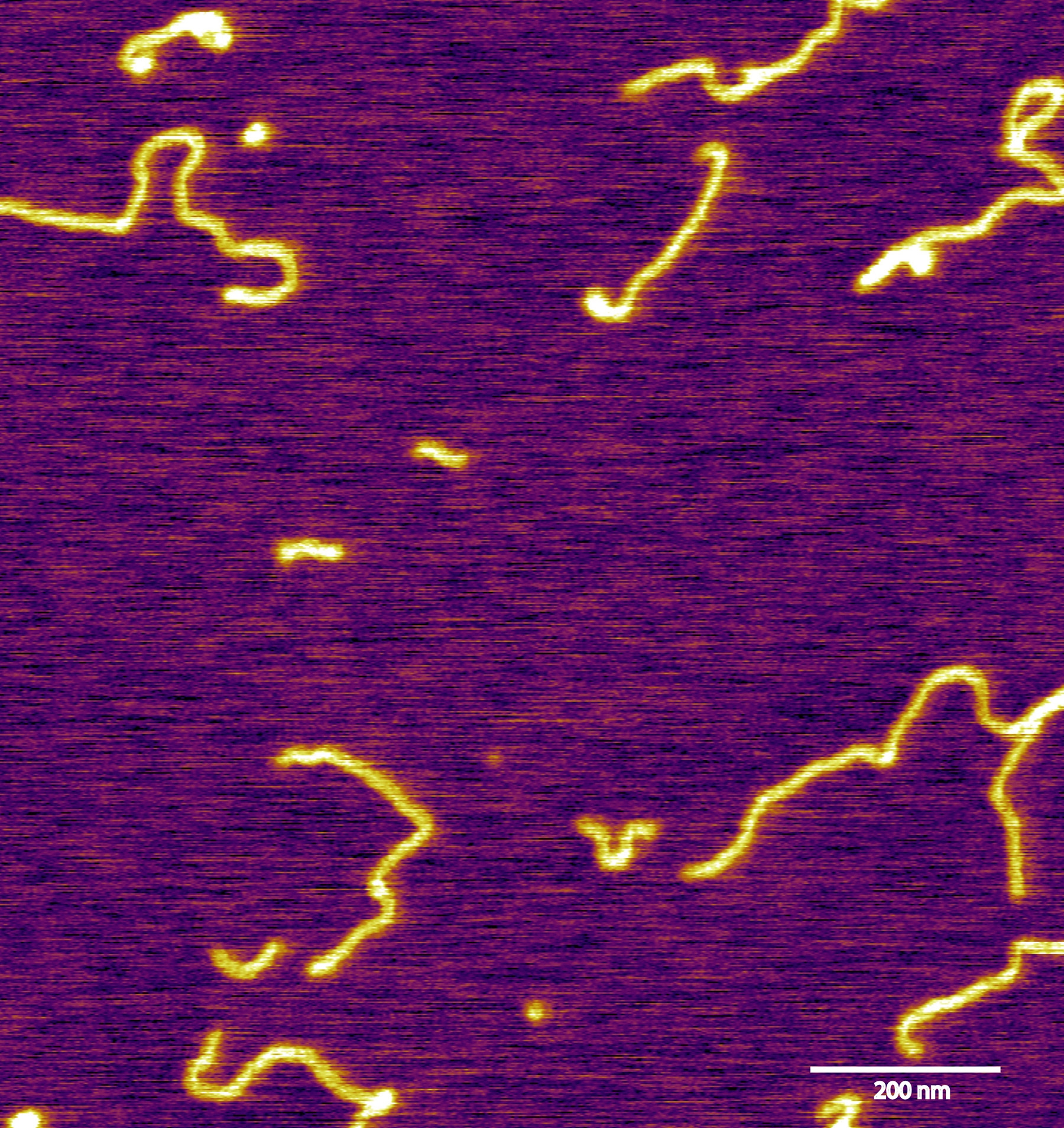 double-stranded DNA from cancer exosomes using Atomic Force Microscopy