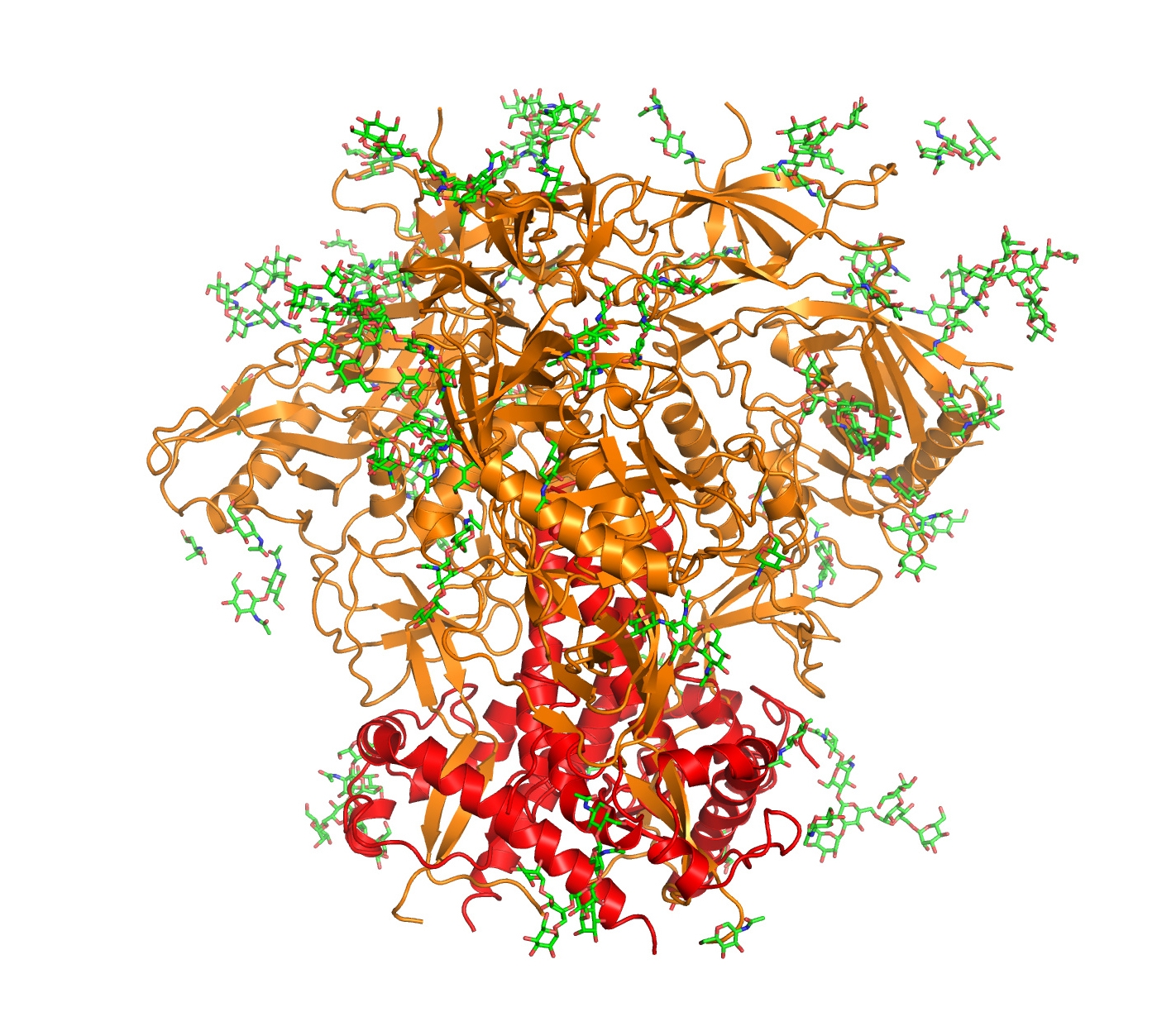 HIV fusion with host cells