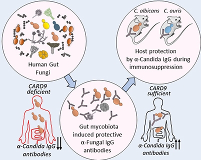 Graphic depicting relationship between fungi in gut, antibody levels and CARD gene