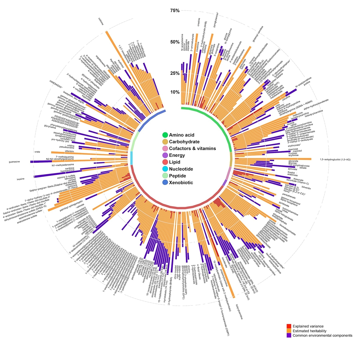 Human metabolic map