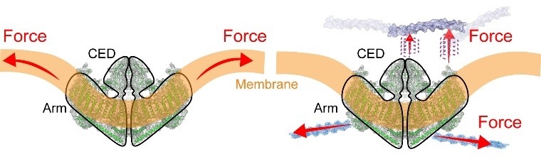 Proposed mechanisms of action of Piezo1 in response to force. Left: Changes in membrane properties, such as tension or curvature, lead to a  force that opens Piezo1. Right: Piezo1 channel is activated when structures inside or outside the cell push or pul