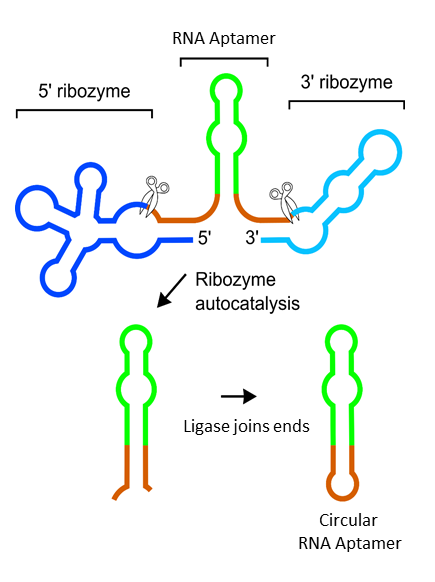 The ribozymes (blue) cleave themselves spontaneously (scissors), leaving the aptamer RNA (green) with chemical ends (brown) that are recognized by the ligase. The ligase then connects the ends of the RNA to create circular RNA. Image courtesy of Samie Jaf