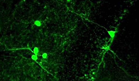 This high-magnification image shows interneurons (green) transplanted into the hippocampus of adult mice that lack a protein crucial to regulating interneuron numbers and that display behavioral deficits similar to those in schizophrenic patients. interneurons in mice hippocampus