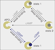 diagram explaining how channel discriminates between cAMP and cGMP