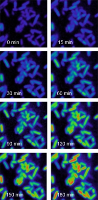 Imaging S-adenosylmethionine in cells with RNA