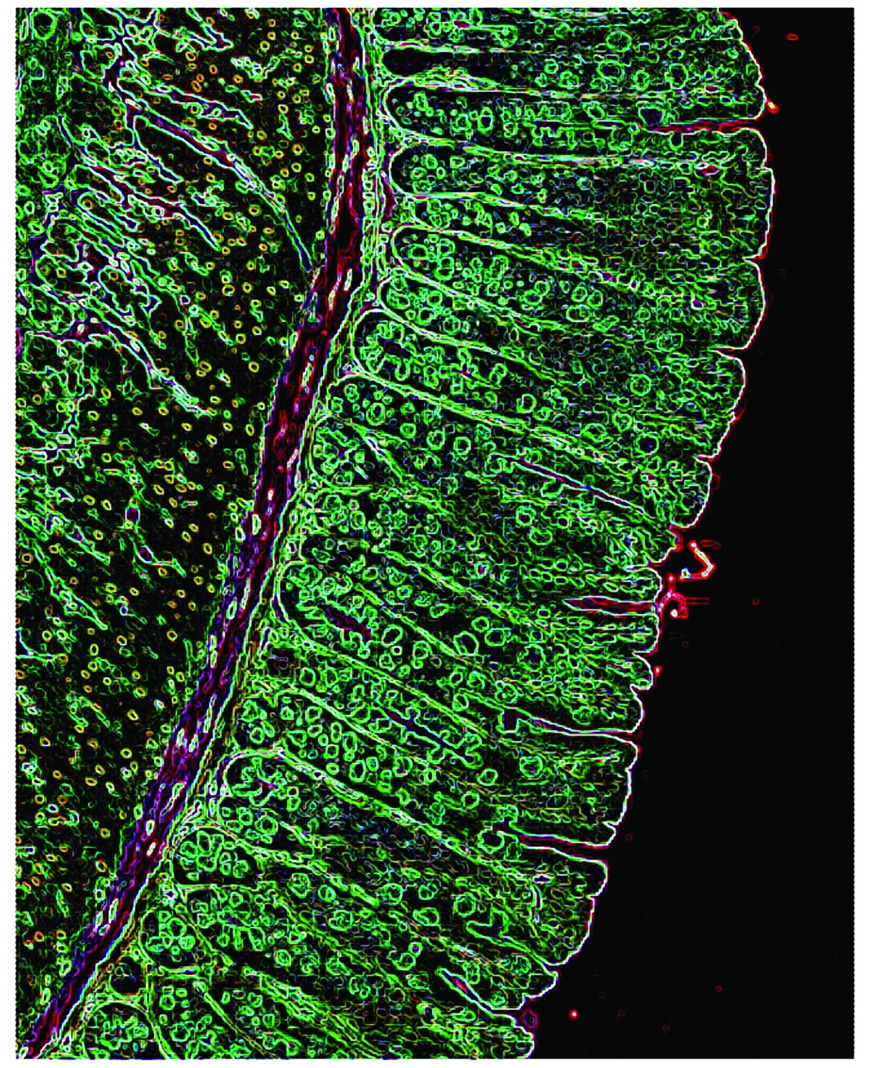 intestinal epithelium lining mouse's gastro-intestinal tract 