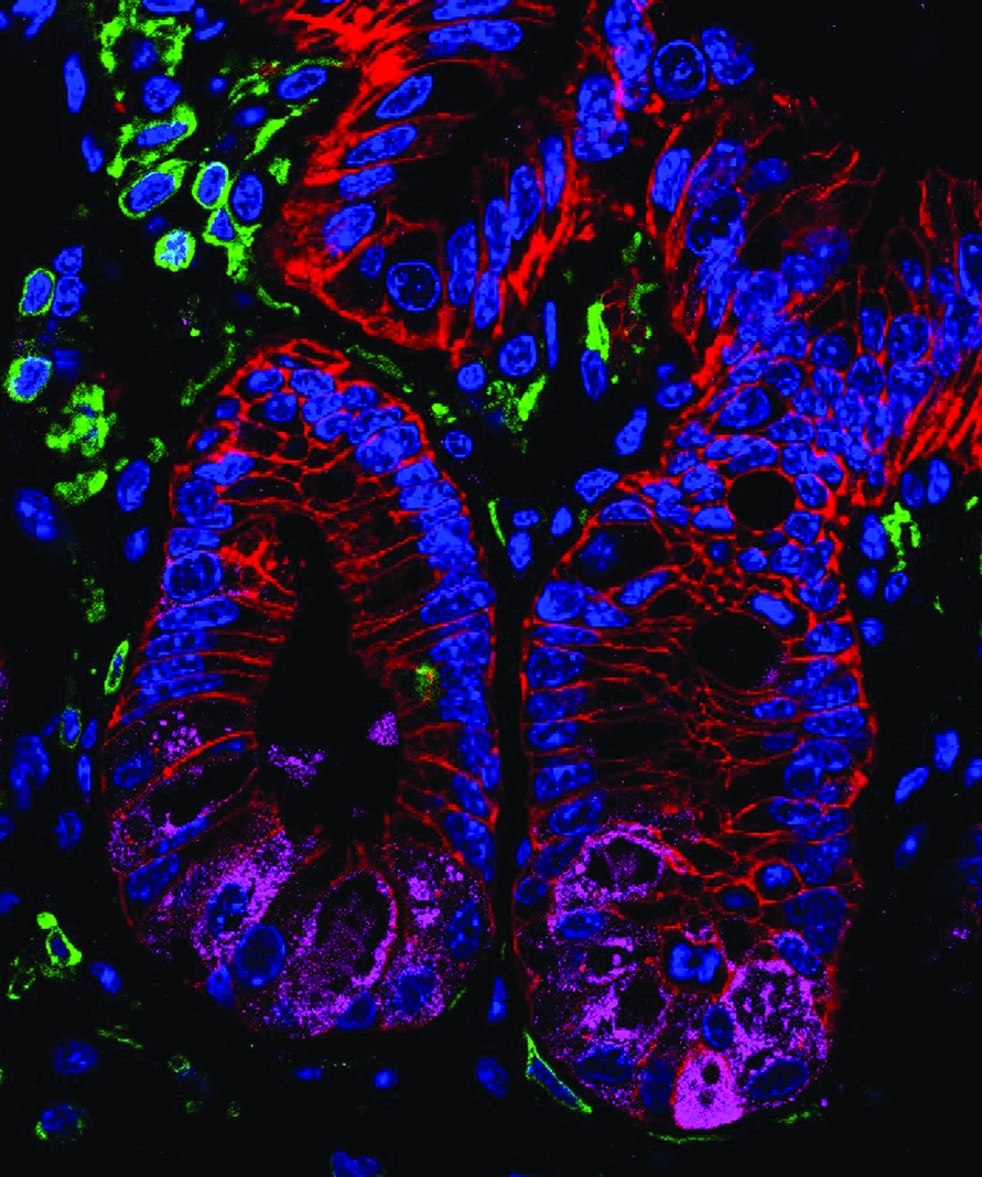 intestinal tissue of healthy mouse