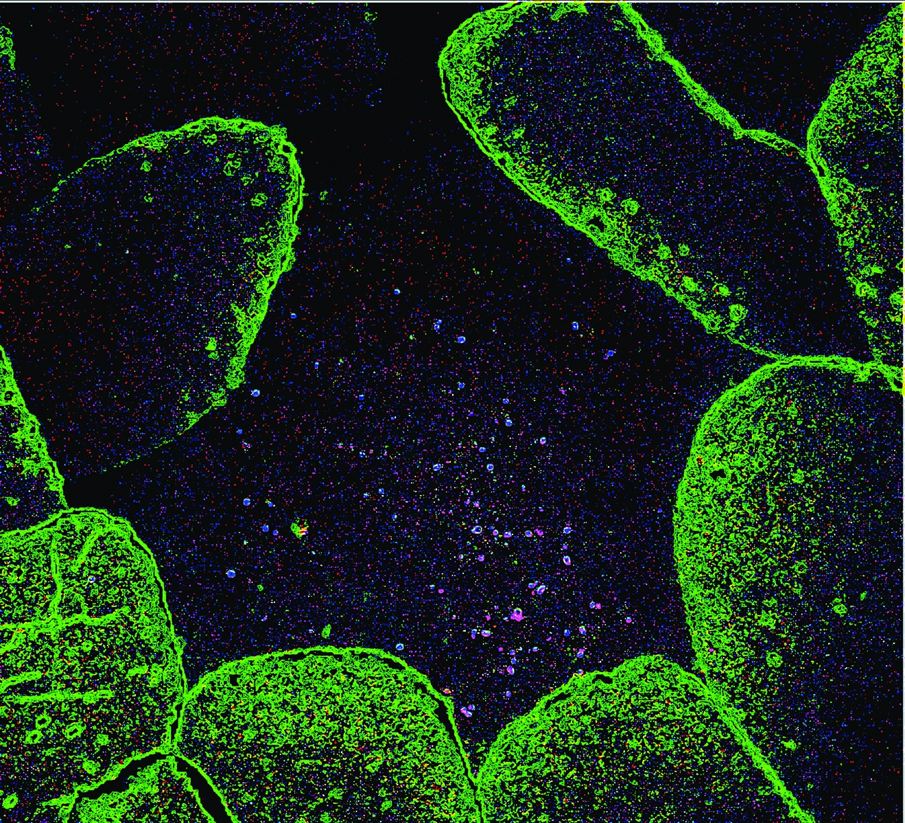 healthy mouse tissue with normal microflora