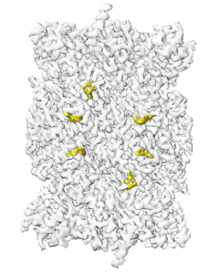 illustration of P. falciparum proteasome bound to TDI-8304